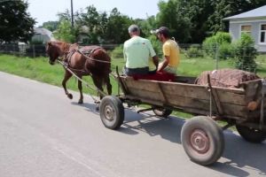 Atelajele cu tracţiune animală INTERZISE pe raza municipiului Blaj, pe perioada stării de urgenţă. Hotărârea Comitetului Local pentru Situaţii de Urgenţă