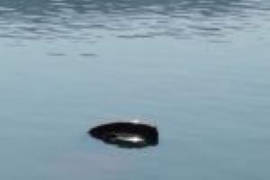 Maşină căzută în apele Dunării în zona localităţii Liubcova