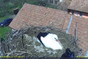 FOTO: Vestitorii primăverii s-au întors acasă – Puteţi urmă live berzele de la Dumbrăvioara