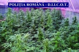 Cultură de cannabis descoperită într-un sat mureşean!