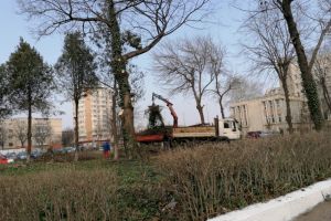 Constanta: Continua lucrarile de toaletare a copacilor din oras