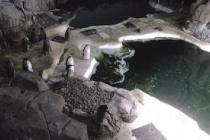 In vizita la zoo, cu live streaming
