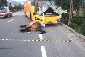 Nici un vinovat pentru un accident mortal provocat de un cal care umbla noaptea pe DN 17, care ...