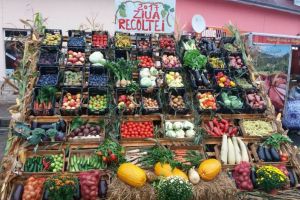 FOTO: “Ziua Recoltei” 2017, la Aiud. Legume, fructe şi produse tradiţionale, expuse spre vânzare de producătorii agricoli în Piaţa ”Dr. Costantin Hagea”