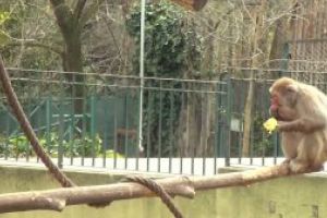 Italia: O gradina zoologica lanseaza un SOS in contextual pandemiei cu coronavirus