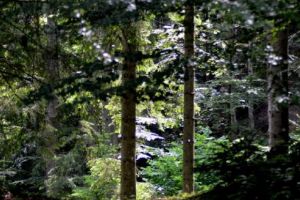  Pădurea şi Biodiversitatea, prea preţioase ca să le pierdem!
