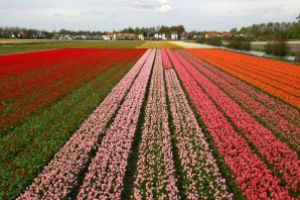 Milioane de flori sunt distruse zilnic in Olanda din cauza coronavirusului