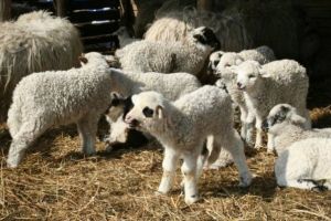 Oier din Mărginimea Sibiului îngrijorat: Ce o să facem cu mieii de Paşti?