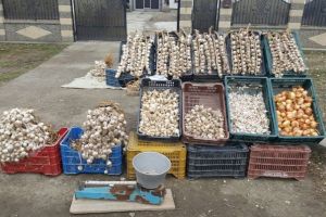 Direcţia pentru Agricultură Botoşani primeşte cereri pentru subvenţia la usturoi