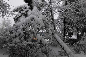 Vântul puternic a doborât cinci arbori peste liniile electrice din două localităţi harghitene