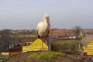 Prima barză a aterizat din Africa, în cuibul special amenajat din Cărpiniş