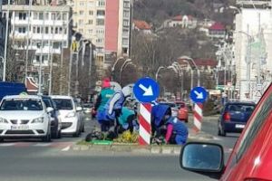 Baia Mare: Angajatii de la SPAU stau bot in bot la plantat de…panselute