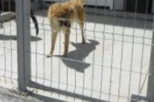 Se reduce programul cu publicul la Adăpostul canin Breasta