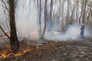 Incendiu puternic de vegetaţie între localităţile Șiviţa şi Frumuşiţa