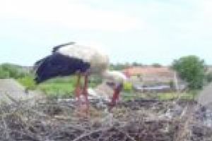 S-a întors barza la Cărpiniş, judeţul Timiş! Wildlife Romania, prima grădină zoologică cu animale în libertate, un deliciu pentru internauţi!