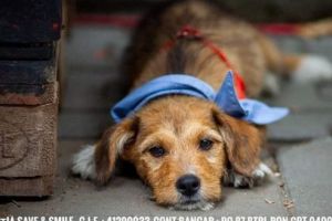 Apel lansat de o asociaţie pentru protecţia animalelor din Târgu-Mureş!