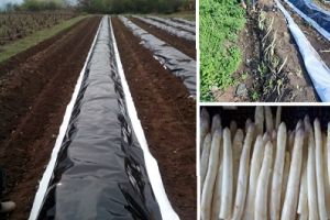 Sparanghelul, planta minune, la doi pasi de Braila / Elixir al tineretii, darz luptator impotriva cancerului si un delicios afrodisiac