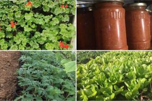 FOTO| Piaţă agroalimentară VIRTUALĂ la Teiuş: Cum puteţi cumpăra flori, legume, fructe, lactate şi alte produse sănătoase şi naturale, direct de la producători