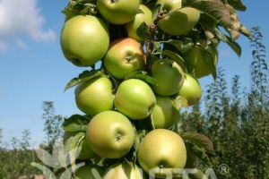 Soluţie pentru grădinari urbani: Pomi fructiferi columnari