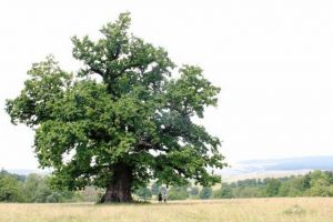 Cel mai bătrân stejar din România, de peste 900 de ani, celebrat şi în acest an