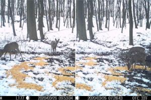 FOTO: O turmă de căprioare gingaşe şi flămânde, aflate în căutare de hrană, surprinse în imagini în această dimineaţă