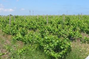 Azochim SRL va furniza ingrasaminte chimice Statiunii de Cercetare-Dezvoltare Agricola Valu lui Traian (document) 