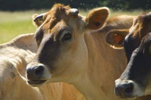 Micile ferme din ţară, blocate de coronavirus. Crescătorii nu îşi mai pot vinde animalele