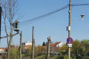 „Masacrare în vreme de izolare”: Ecologiştii acuză că în Oradea se taie copaci „pe furiş”. Primăria spune că sunt tăieri autorizate