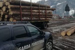 Mureş: Nereguli noi constatate de Garda Forestieră!