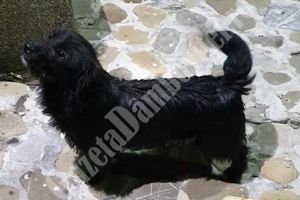 L-aţi pierdut? Căţelul este în siguranţă şi vă aşteaptă să îl luaţi acasă!