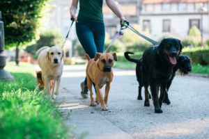 Sfatul specialiştilor din China: ”Folosiţi încălţări de unică folosinţă pentru câini”