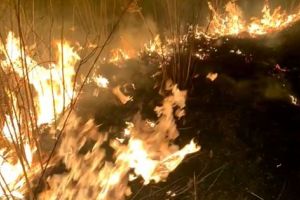 Judetul Giurgiu: Incendiu pe o suprafata de peste 100 de hectare de teren. Pompierii au intervenit peste cinci ore (video)