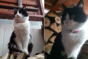 FOTO: Motanul Rocky s-a pierdut – Stăpânii din Sibiu oferă recompensă celui care îl găseşte