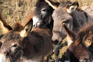 Umanitate şi solidaritate pe timp de pandemie: O ferma de măgăriţe din judeţul Alba donează o parte din încasări pentru pachete alimentare pentru vârstnicii din zonele izolate