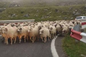 Bărbatul care a OMORÂT 15 oi după ce a intrat intenţionat cu maşina în ele şi-a primit pedeapsa: Ce au decis judecătorii