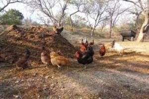 Lucrările agricole continuă:  fertilizare cu gunoi de pasăre