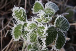 Informare meteorologică: vreme deosebit de rece, vânt şi brumă