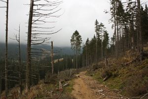 Trei tineri, dintre care un minor, împreună cu o femeie de 63 de ani, prinşi la furat de arbori, la periferia municipiului Miercurea Ciuc