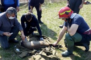 Căprioară căzută într-un bazin, salvată de pompierii din Marghita (FOTO / VIDEO)