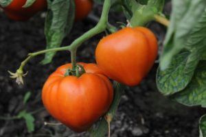 Înscrieri în programul „Tomate”