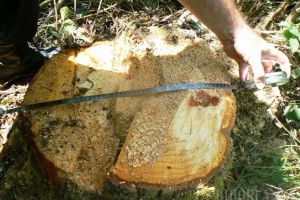 Hoţii de lemne din Arad au dat iama în pădurile din Bihor. Arborii de fag tăiaţi nu au fost găsiţi