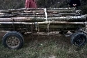 Amendă de 2000 de lei pentru transport ilicit de material lemnos