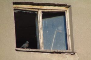 Imaginea zilei: Porumbei de apartament