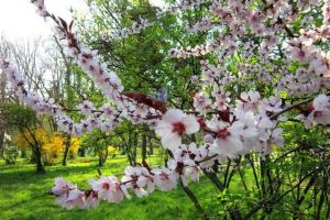 Luna APRILIE sau Prier, timp prielnic pentru semănături, ori lucrări în gospodărie