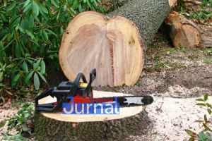 Tăieri ilegale de arbori într-o pădure din Rugineşti | 161 de arbori puşi la pământ de o societate comercială din localitate