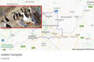 Gripa aviară la graniţa cu România. Boala este prezentă la două ferme de păsări din judeţul Csongrád