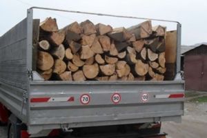Doi bărbaţi, sancţionaţi de poliţişti pentru furt de lemne