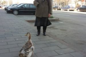 FOTO Inedit! O bunicuţă din Botoşani a ieşit să-şi plimbe raţa prin faţa blocului. Cum au reacţionat poliţiştii