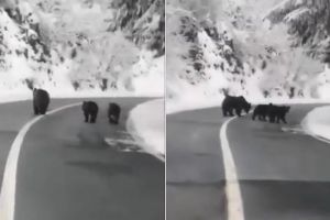 VIDEO: Pui de urs filmaţi pe Transfăgărăşan de un sibian