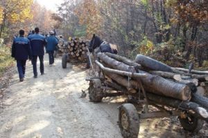 Hoti de lemne, prinsi de politisti, la Sotrile